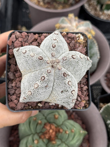 Rare Cactus, Astrophytum Onzuka (4”), Live Plant, WYSIWYG (2)