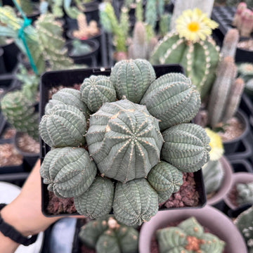Rare Euphorbia, Euphorbia Obesa Large Cluster (2) On the graft