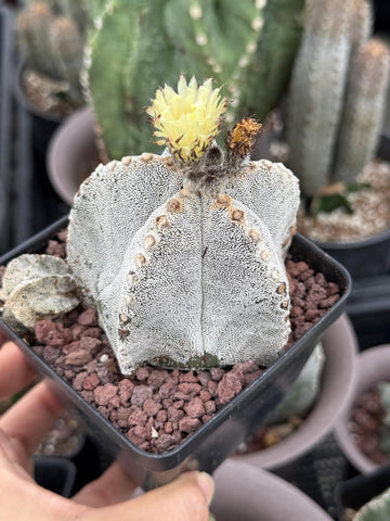 Rare Cactus, Astrophytum Onzuka (4”), Live Plant, WYSIWYG (3)