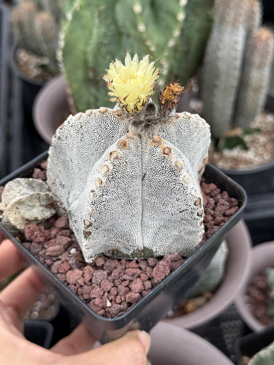 Rare Cactus, Astrophytum Onzuka (4”), Live Plant, WYSIWYG (3)