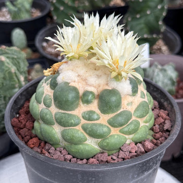 Coryphantha elephantidens cv. Inermis 6” Pot (1)