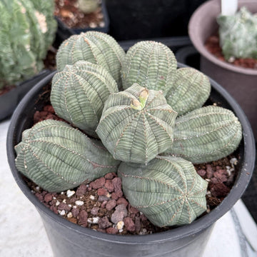 Rare Euphorbia, Euphorbia Obesa Large Cluster (2)