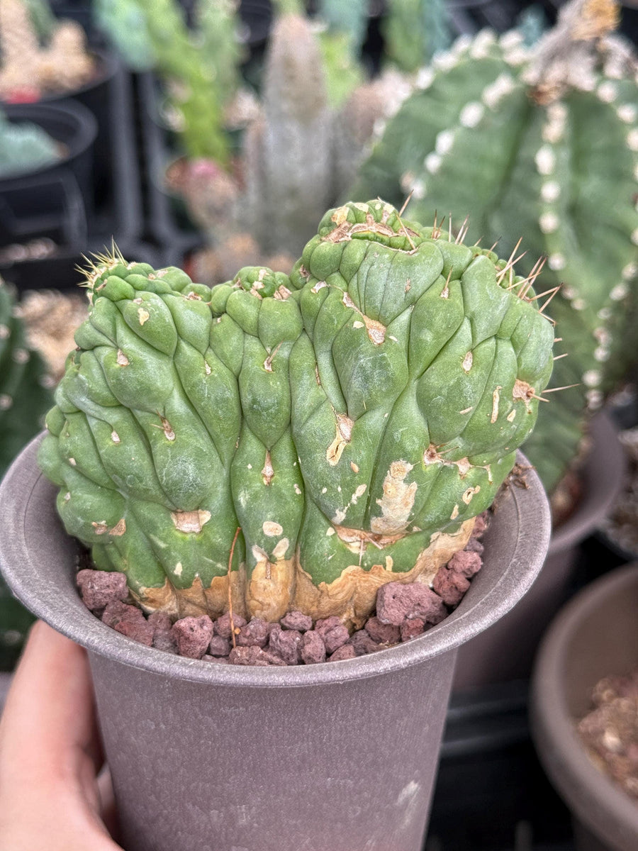 Rare Cactus, Eulychnia Crastanea Crested (1)