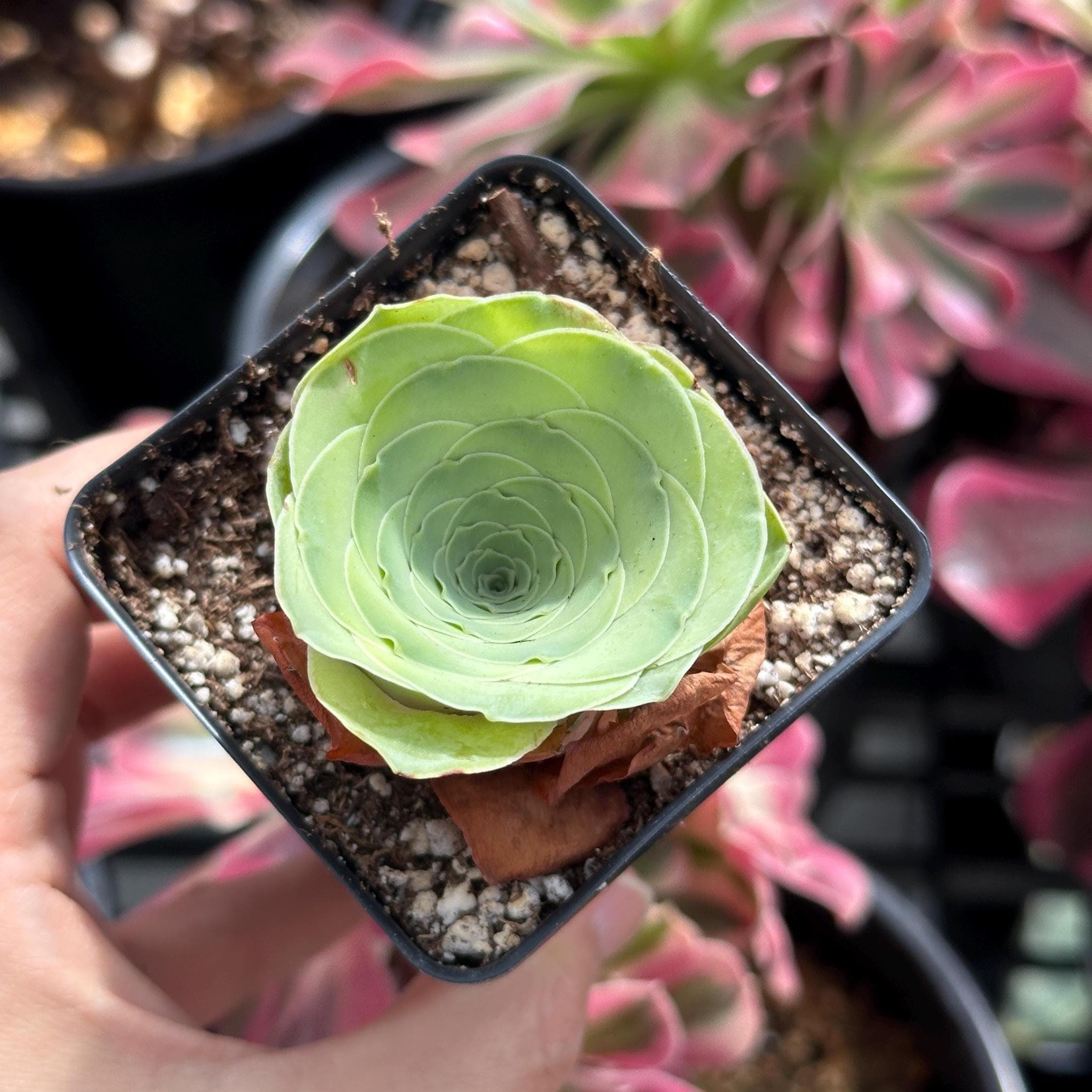viney succulents Rare Succulents, Greenovia Wine Cup (2”), Live Plant– 1am Succulents