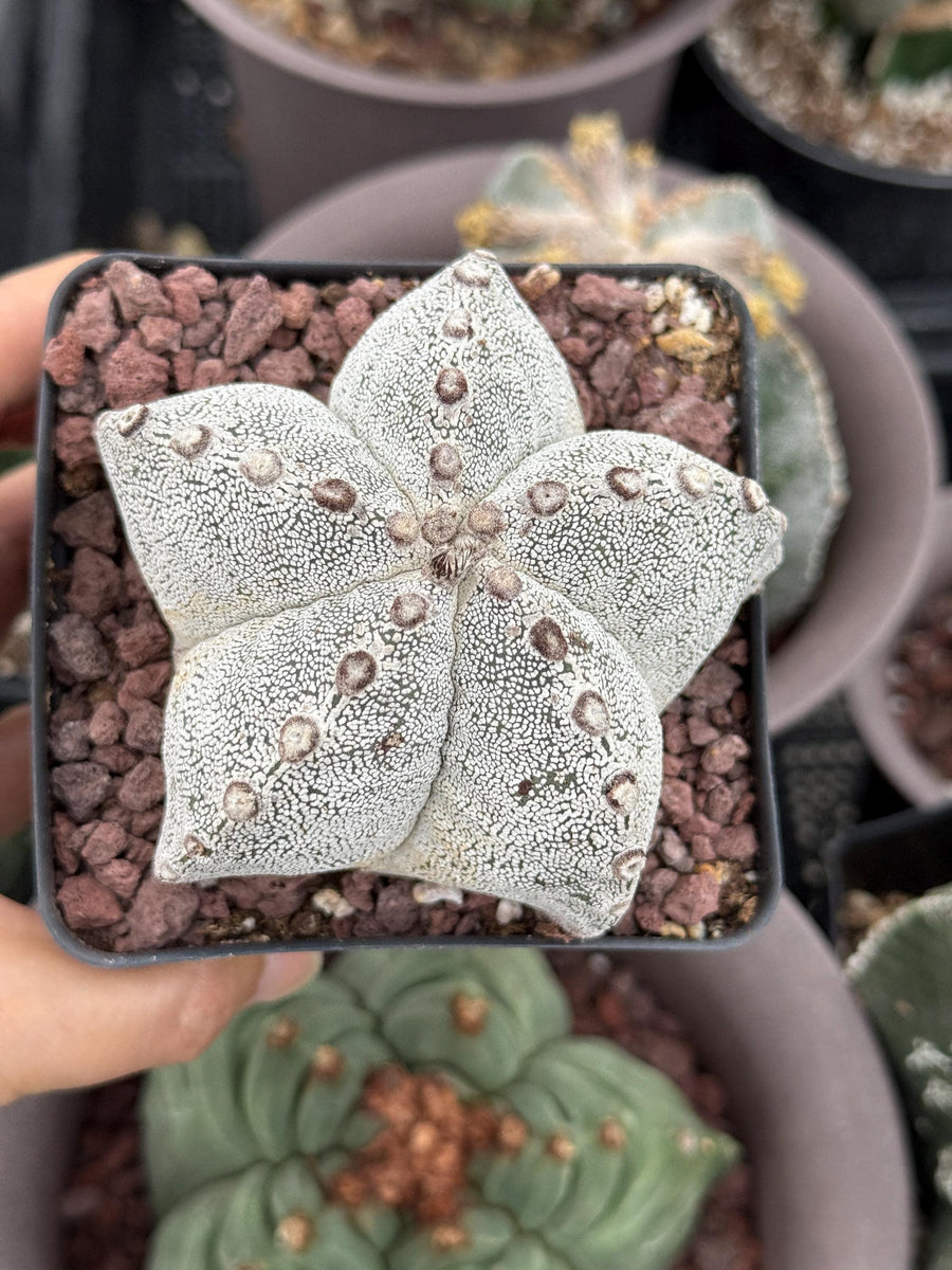 Rare Cactus, Astrophytum Onzuka (4”), Live Plant, WYSIWYG (2)