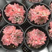 Rare Echeveria Desert Rose Succulent Cluster – Live Rosette Plant – Unique Drought-Tolerant Houseplant