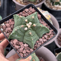 Live Plant, Astrophytum Myriostigma cv. Kikko, 3" Seed Grown, Rare Cactus