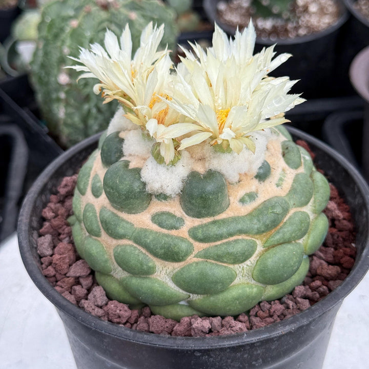 Coryphantha elephantidens cv. Inermis 6” Pot (1)