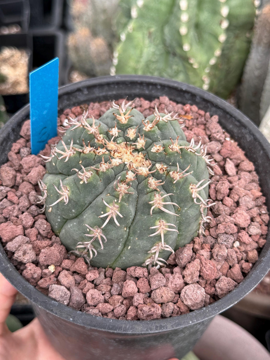 Live Plant - Rare Cactus, Gymnocalycium Spegzzinii var. Unguispinum (6)