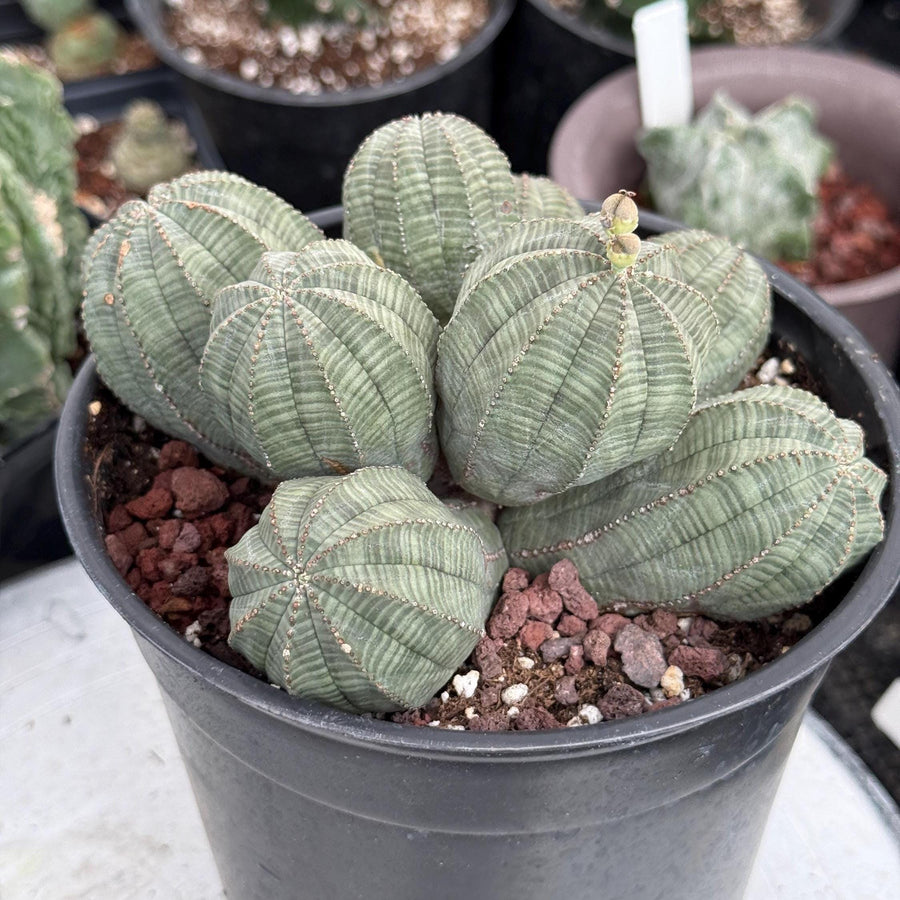 Rare Euphorbia, Euphorbia Obesa Large Cluster (2)