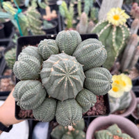 Rare Euphorbia, Euphorbia Obesa Large Cluster (2) On the graft