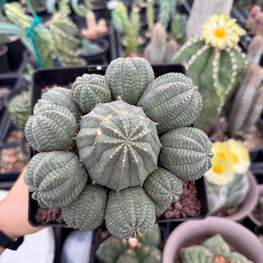 Rare Euphorbia, Euphorbia Obesa Large Cluster (2) On the graft