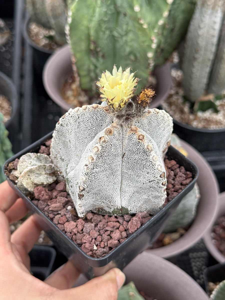 Rare Cactus, Astrophytum Onzuka (4”), Live Plant, WYSIWYG (3)