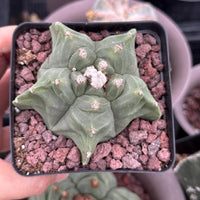 Live Plant, Astrophytum Myriostigma cv. Kikko, 3" Seed Grown, Rare Cactus