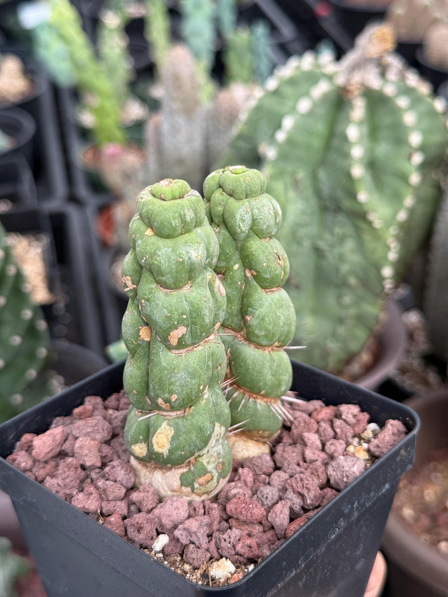 Rare Cactus, Eulychnia Castanea cv. varispiralis Double Heads (1)