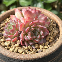 Rare Echeveria Desert Rose Succulent Cluster – Live Rosette Plant – Unique Drought-Tolerant Houseplant