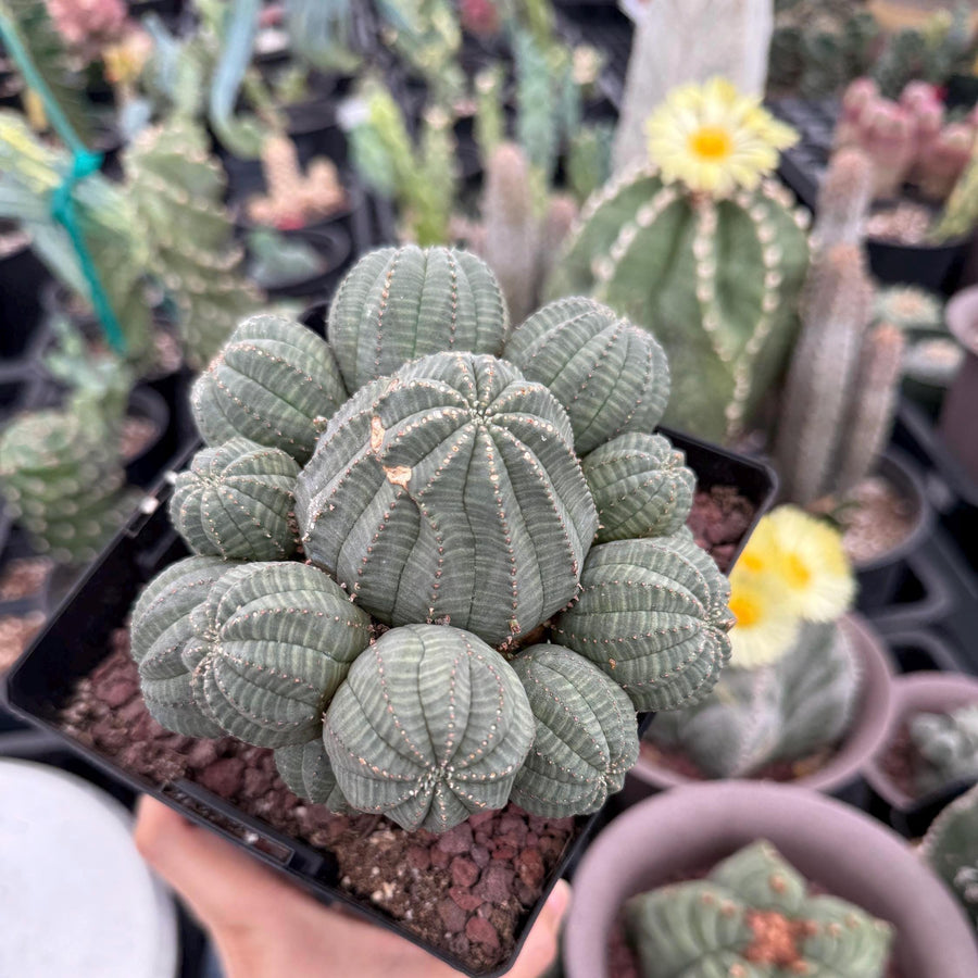 Rare Euphorbia, Euphorbia Obesa Large Cluster (2) On the graft