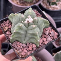 Live Plant, Astrophytum Myriostigma cv. Kikko, 3" Seed Grown, Rare Cactus