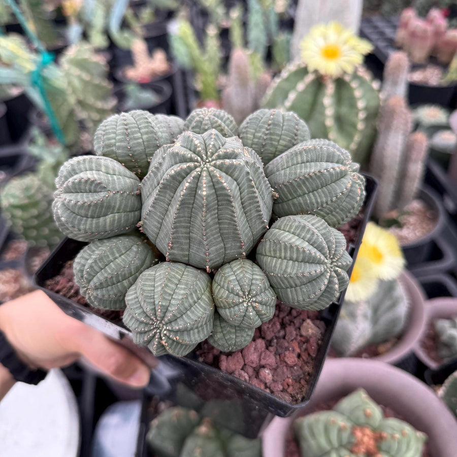 Rare Euphorbia, Euphorbia Obesa Large Cluster (2) On the graft