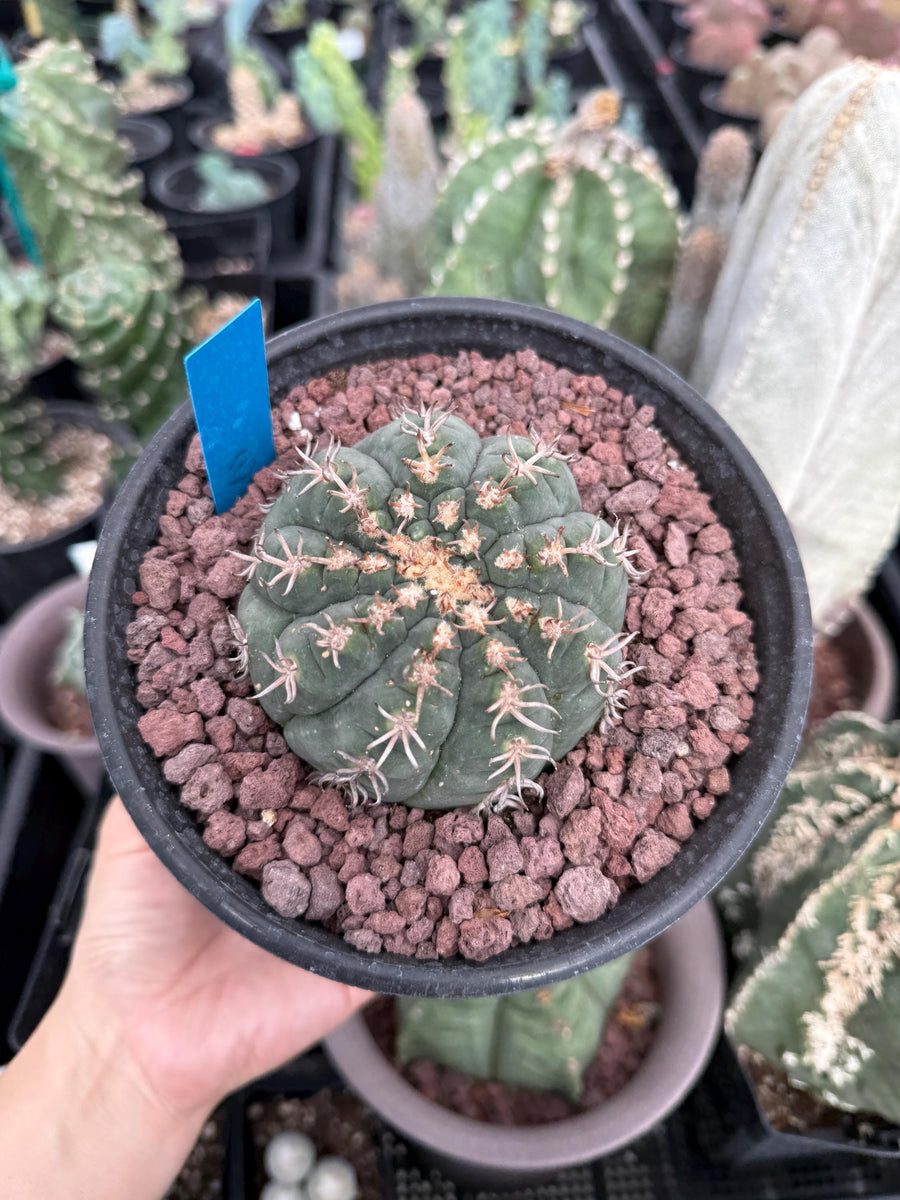 Live Plant - Rare Cactus, Gymnocalycium Spegzzinii var. Unguispinum (6)