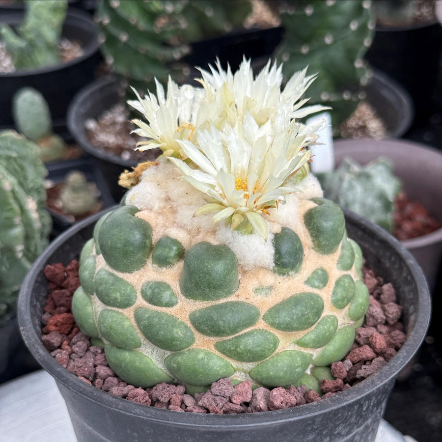 Coryphantha elephantidens cv. Inermis 6” Pot (1)