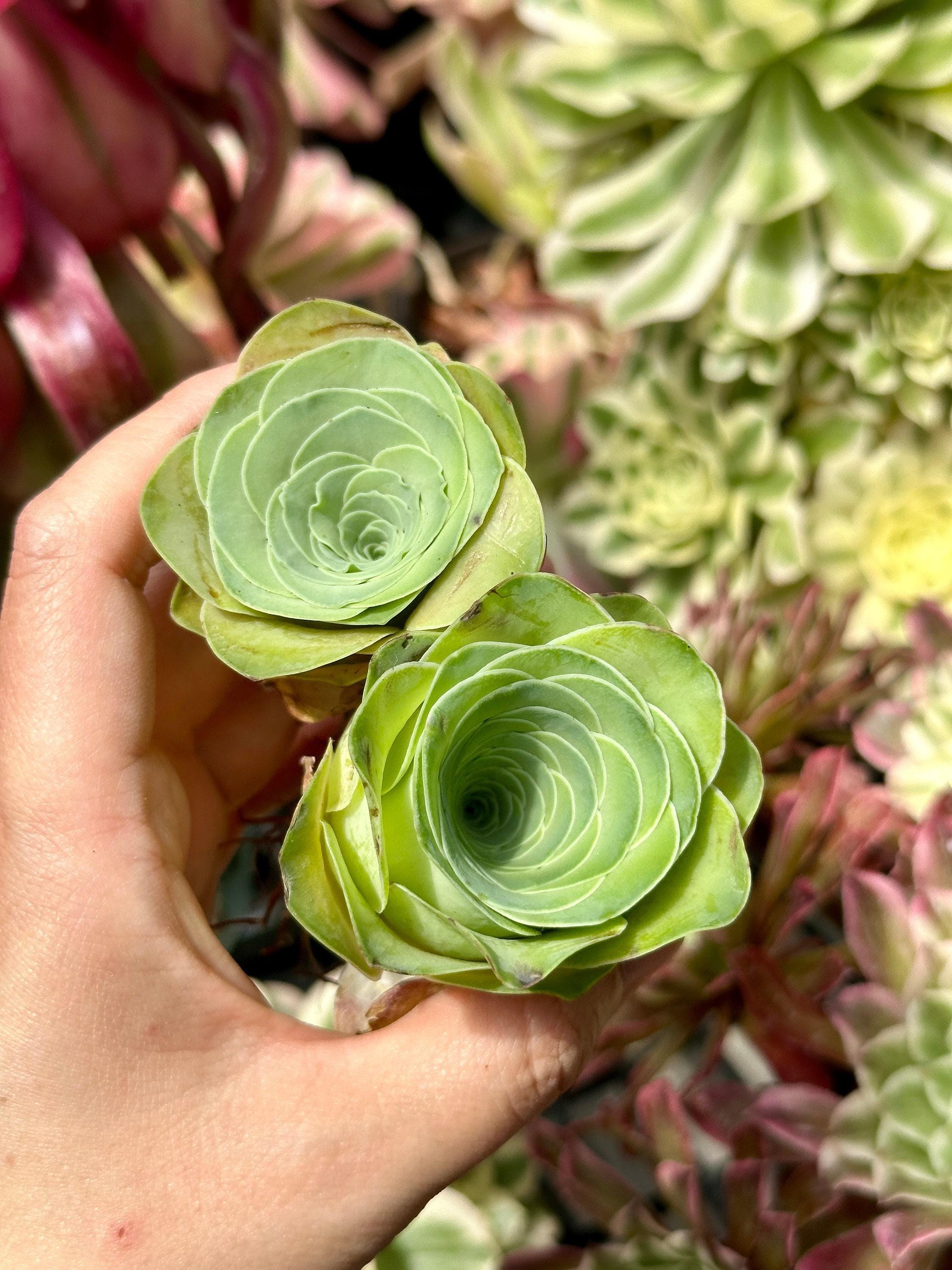msu succulent sale Rare Succulents, Greenovia Wine Cup (2”), Live Plant– 1am Succulents