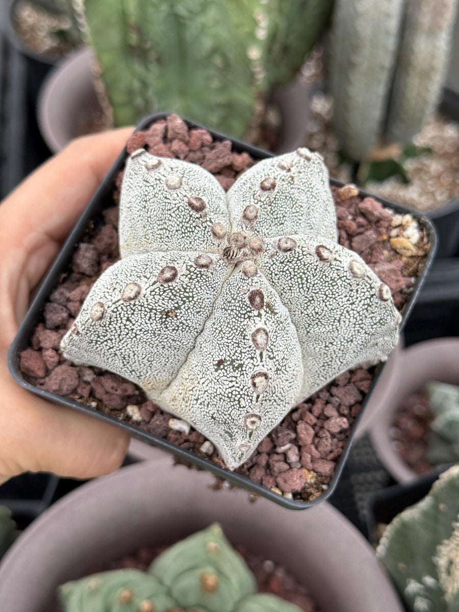 Rare Cactus, Astrophytum Onzuka (4”), Live Plant, WYSIWYG (2)