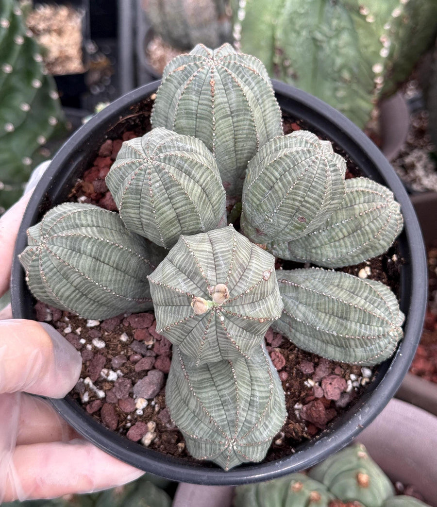 Rare Euphorbia, Euphorbia Obesa Large Cluster (2)