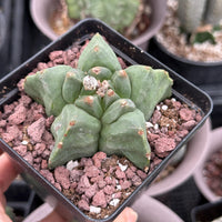 Live Plant, Astrophytum Myriostigma cv. Kikko, 3" Seed Grown, Rare Cactus