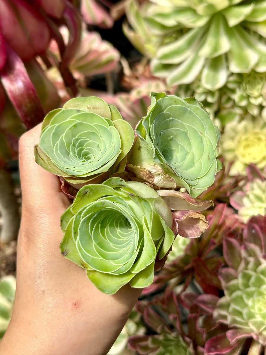 colorcup succulent Rare Succulents, Greenovia Wine Cup (2”), Live Plant