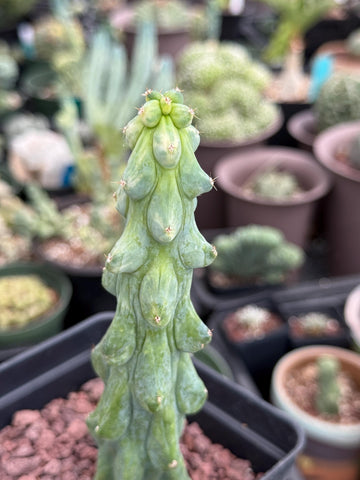 Rare Boobie Cactus, Variegated Myrtillocactus Geometrizans Fukurokuryuzinboku (3)