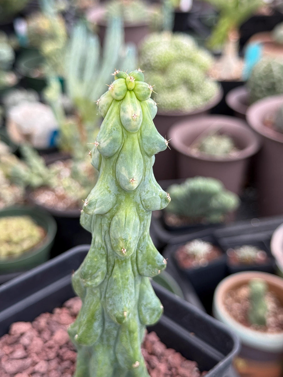 Rare Boobie Cactus, Variegated Myrtillocactus Geometrizans Fukurokuryuzinboku (3)