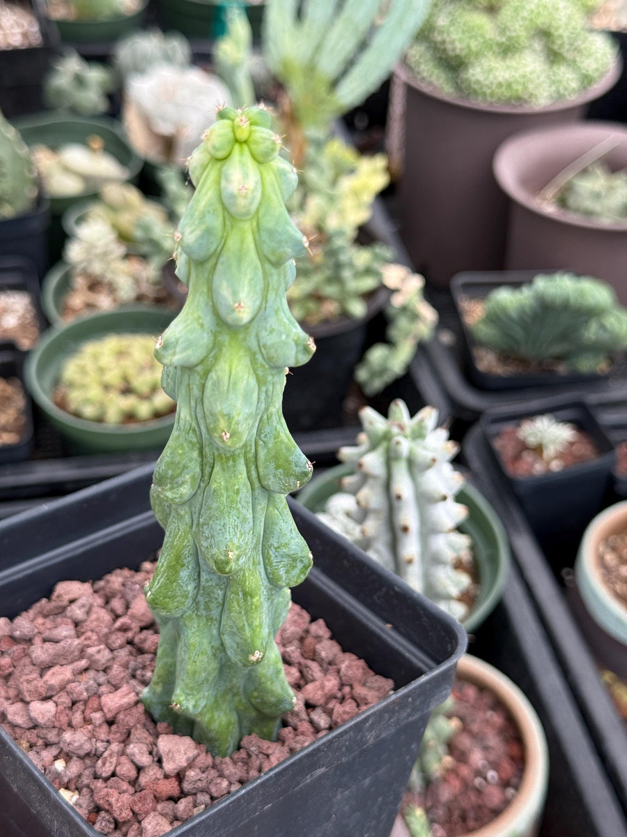 Rare Boobie Cactus, Variegated Myrtillocactus Geometrizans Fukurokuryuzinboku (3)