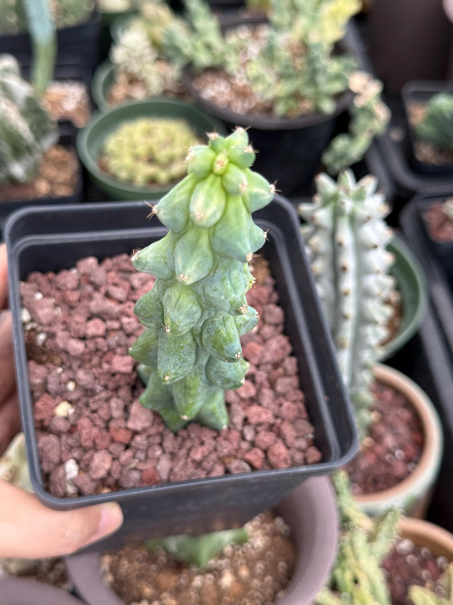 Rare Boobie Cactus, Variegated Myrtillocactus Geometrizans Fukurokuryuzinboku (3)