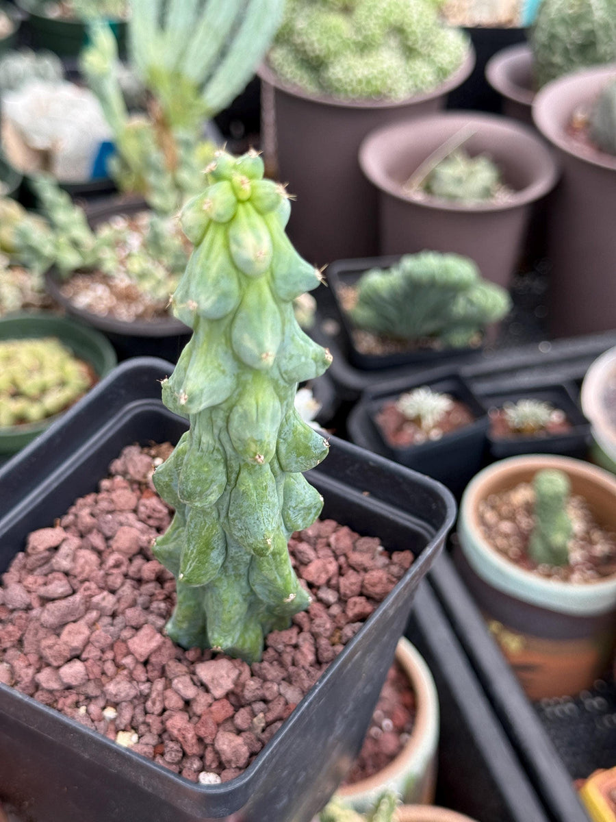 Rare Boobie Cactus, Variegated Myrtillocactus Geometrizans Fukurokuryuzinboku (3)