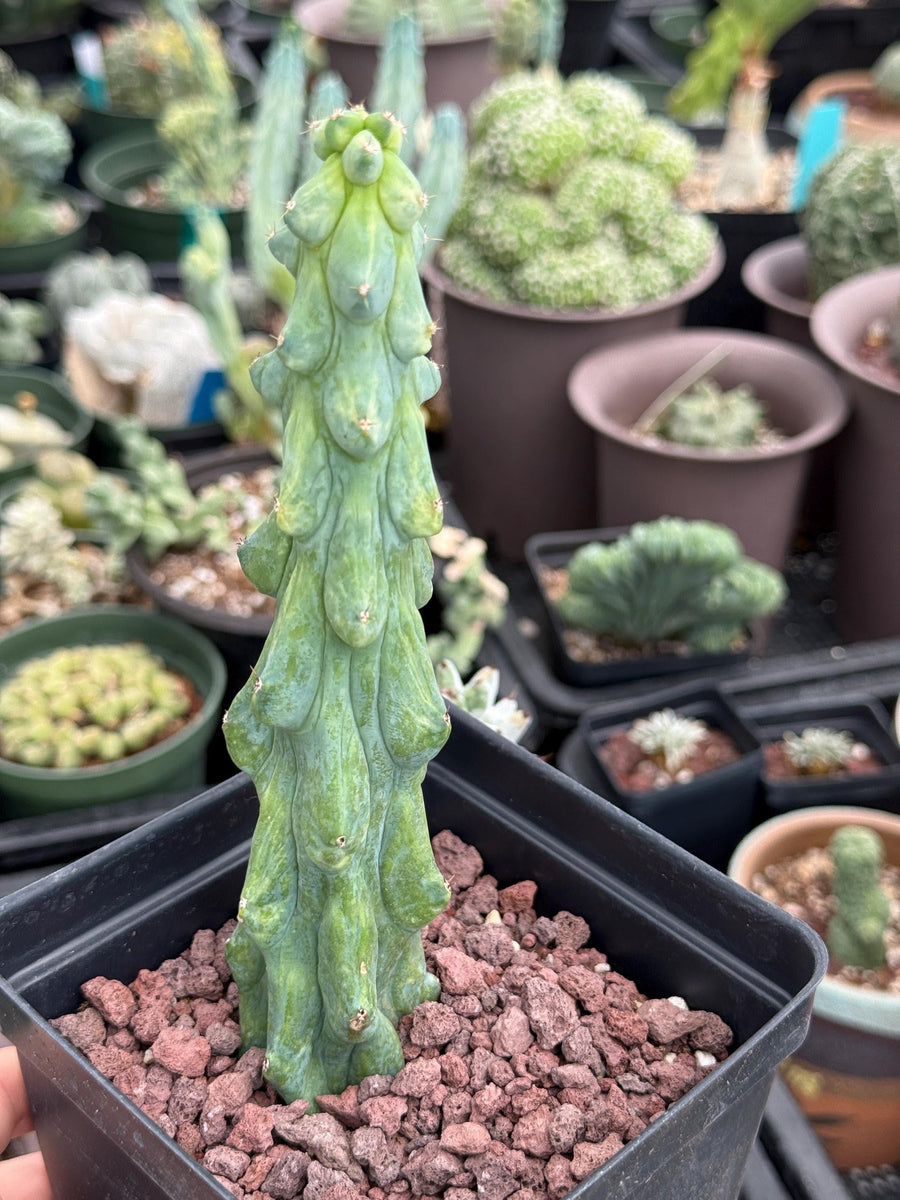 Rare Boobie Cactus, Variegated Myrtillocactus Geometrizans Fukurokuryuzinboku (3)