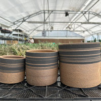 Three ceramic planters with black and brown striped patterns are displayed on a black plastic tray in a greenhouse setting.