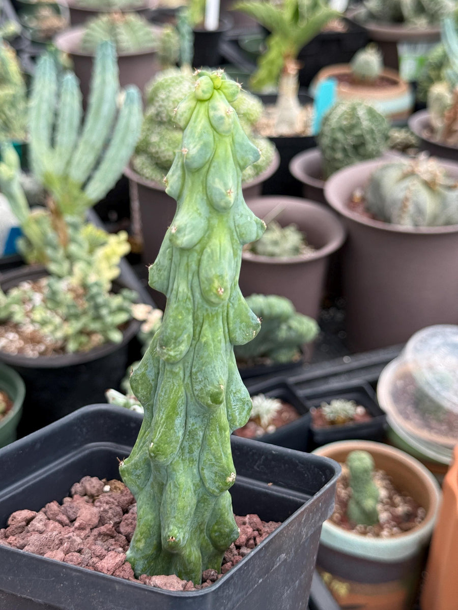 Rare Boobie Cactus, Variegated Myrtillocactus Geometrizans Fukurokuryuzinboku (3)