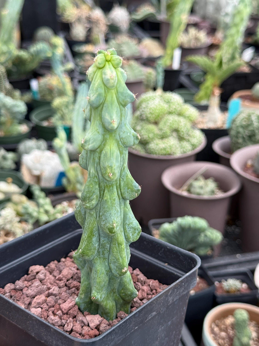 Rare Boobie Cactus, Variegated Myrtillocactus Geometrizans Fukurokuryuzinboku (3)