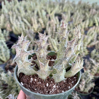 Rare Succulent - Caralluma Hesperidum Cluster - Exotic Live Plant