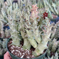 Rare Succulent - Caralluma Hesperidum Cluster - Exotic Live Plant