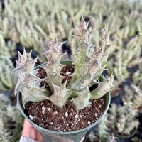 Rare Succulent - Caralluma Hesperidum Cluster - Exotic Live Plant