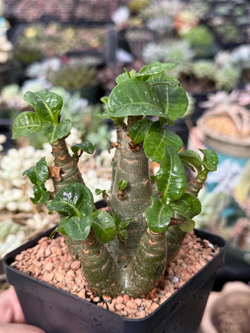 Adenium Arabicum live plants WYSIWYG (1)