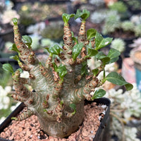 Rare Adenium Godzilla Caudex, Succulent for Your Collection