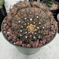 Rare Gymnocalycium Cactus: Black Spine Cluster, Easy Houseplant (4-5 heads)