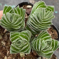 Crassula 'Buddha's Temple Cluster (2”), Rare Succulent Plants, Crassula Exotic, Live Plant