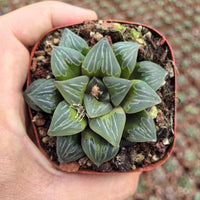 Rare Haworthia Comptoniana Green Flame