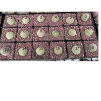 Rare Succulents - Pseudolithos Migiurtinus 2”, Live Plant