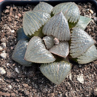 Rare Succulents - Haworthia Kaurijima (3")