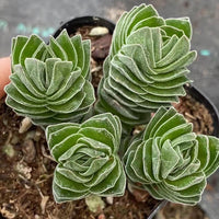 Crassula 'Buddha's Temple Cluster (2”), Rare Succulent Plants, Crassula Exotic, Live Plant